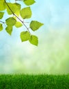 Green grass spring fantasy Royalty Free Stock Photo