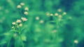 Green grass spring flower nature wallpaper background Royalty Free Stock Photo