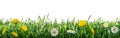 Green grass with flowers. Natural background