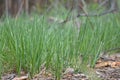 green grass, spring grass, grass in the forest Royalty Free Stock Photo