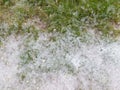 Green grass in the spring Poplar fluff Royalty Free Stock Photo