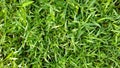 Green grass. Spring summer seasson