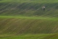 Green grass. Spring white flowering tree on the background of the hill c the green grass , which is highlighted by the rising sun. Royalty Free Stock Photo