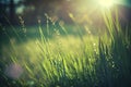 Green Grass, Springtime Buds, Sunny Day, Lens Flare, Background Wallpaper Royalty Free Stock Photo