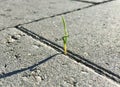 Green grass sprout grows through concrete asphalt Royalty Free Stock Photo