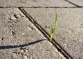 Green grass sprout grows through concrete asphalt Royalty Free Stock Photo