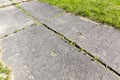green grass sprouted through reinforced concrete slabs