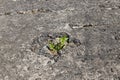 green grass sprouted through reinforced concrete slabs