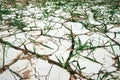 Green grass sprouting through dry, cracked soil during dry and warm summer. The concept of the environment, the impact of global Royalty Free Stock Photo