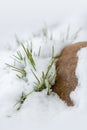 Green grass sprouts under the snow. Early spring.