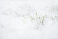 Green grass sprouts under the snow