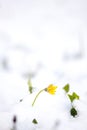 Green grass sprouts from under the snow that melts in the spring. Conceptual photo of spring going after winter Royalty Free Stock Photo