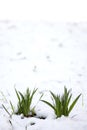 Green grass sprouts from under the snow that melts in the spring. Conceptual photo of spring going after winter Royalty Free Stock Photo