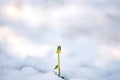 Green grass sprouts from under the snow that melts in the spring. Conceptual photo of spring going after winter Royalty Free Stock Photo