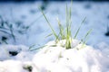 Green grass sprouts from under the snow that melts in the spring. Conceptual photo of spring going after winter Royalty Free Stock Photo