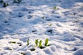 Green grass sprouts from under the snow that melts in the spring. Conceptual photo of spring going after winter Royalty Free Stock Photo