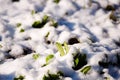 Green grass sprouts from under the snow that melts in the spring. Conceptual photo of spring going after winter Royalty Free Stock Photo