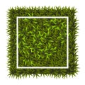 Green grass square. Ground cover plants background texture. Design for card, banner. Piece grasses for you design Royalty Free Stock Photo