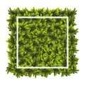 Green grass square. Ground cover plants background texture. Design for card, banner. Piece grasses for you design Royalty Free Stock Photo