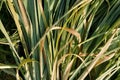 Green grass stalks with morning dew. Royalty Free Stock Photo