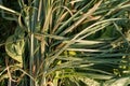 Green grass stalks with morning dew. Royalty Free Stock Photo