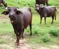 green grass standing two buffalo and looking