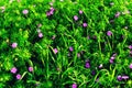 Green Grass Summer Background with Lilac Blooming Flowers