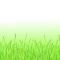 Green grass summer background