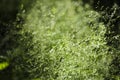 Green Grass in Summer in Details Royalty Free Stock Photo