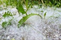 Green grass and summer fluff in the grass, all covered with poplar fluff Royalty Free Stock Photo