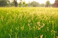 Green grass summer grassland softlight soft focus Royalty Free Stock Photo