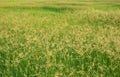 Green grass summer grassland softlight soft focus Royalty Free Stock Photo