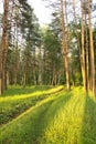 Green grass in a summer sunny forest. pine trees in sunset light Royalty Free Stock Photo