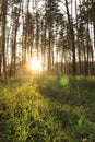 Green grass in a summer sunny forest. pine trees in sunset light Royalty Free Stock Photo