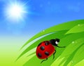 Green grass, sun and ladybird Royalty Free Stock Photo