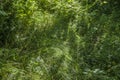 Green grass background textures Royalty Free Stock Photo