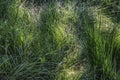 Green grass background textures Royalty Free Stock Photo