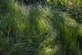 Green grass background textures Royalty Free Stock Photo