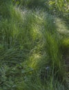 Green grass background textures Royalty Free Stock Photo
