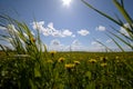 Green grass and sun, rural landscape