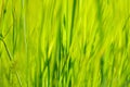 Green grass in sun summer sunlight on blur backgrounds Royalty Free Stock Photo