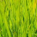 Green grass in sun summer sunlight on blur backgrounds Royalty Free Stock Photo