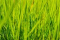 Green grass in sun summer sunlight on blur backgrounds Royalty Free Stock Photo