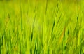 Green grass in sun summer sunlight on blur backgrounds Royalty Free Stock Photo