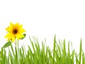 Green grass with sunflower Royalty Free Stock Photo