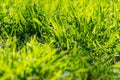 Green grass in the sunlight. Spring green background. A glade of beautiful green grass. Uncut meadow Royalty Free Stock Photo