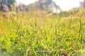 Green grass and sunlight, very shallow depth of field Royalty Free Stock Photo