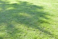 Green grass in the park Royalty Free Stock Photo