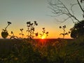 Green grass with sunset background