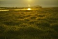 Green grass with sunset views